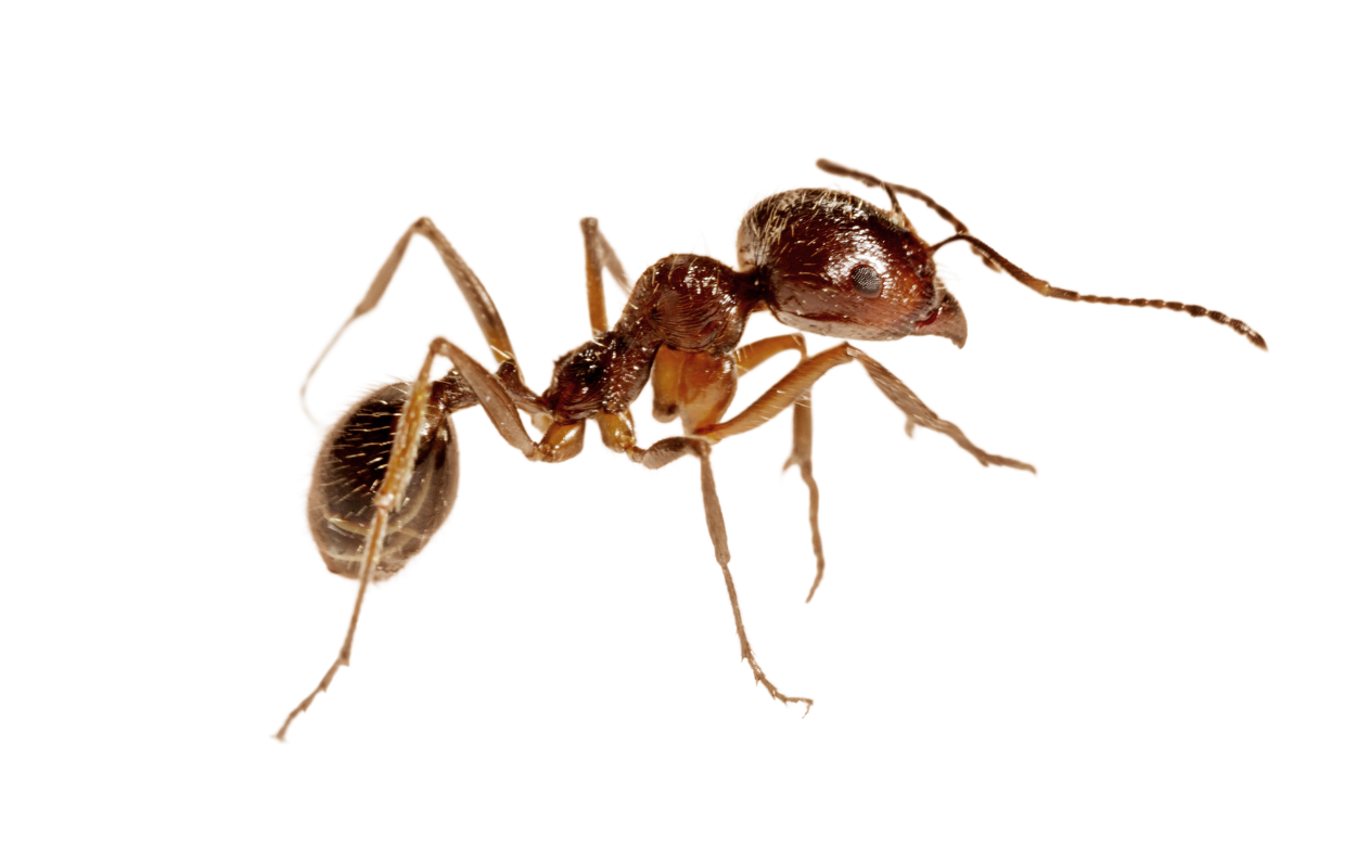 Ant