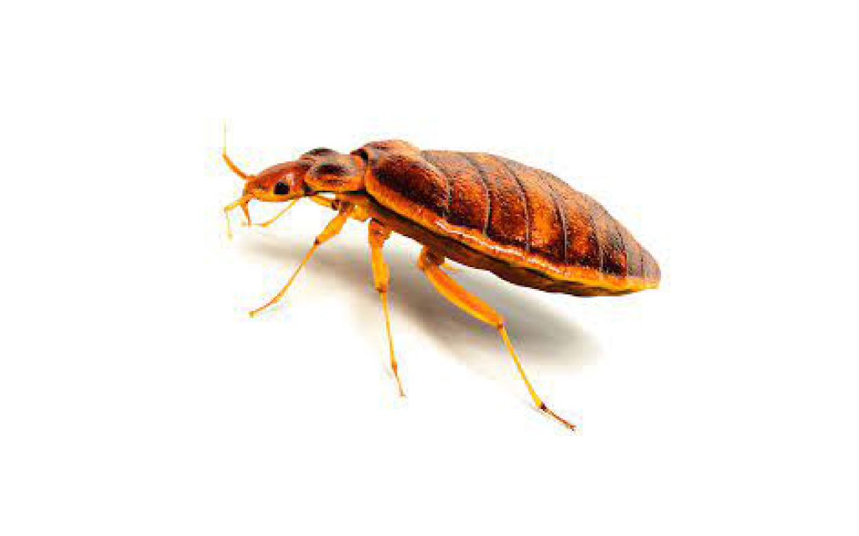 Bed Bug