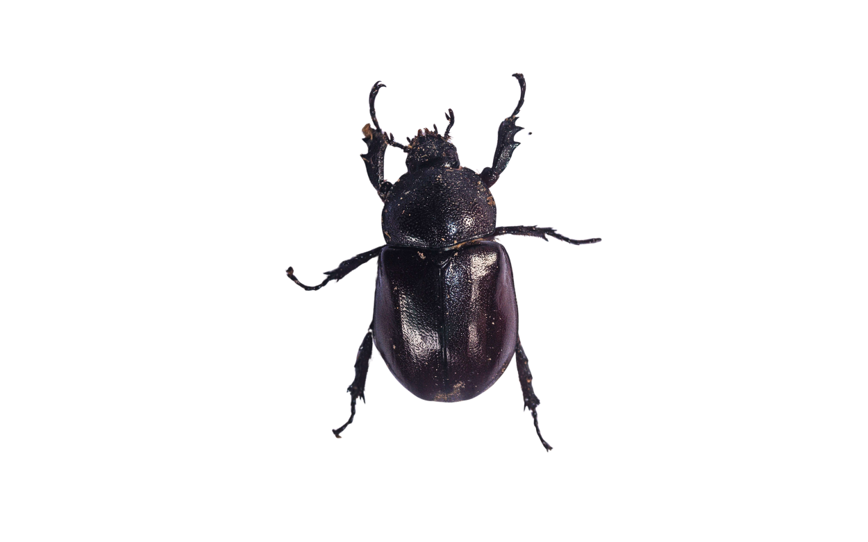 Beetles