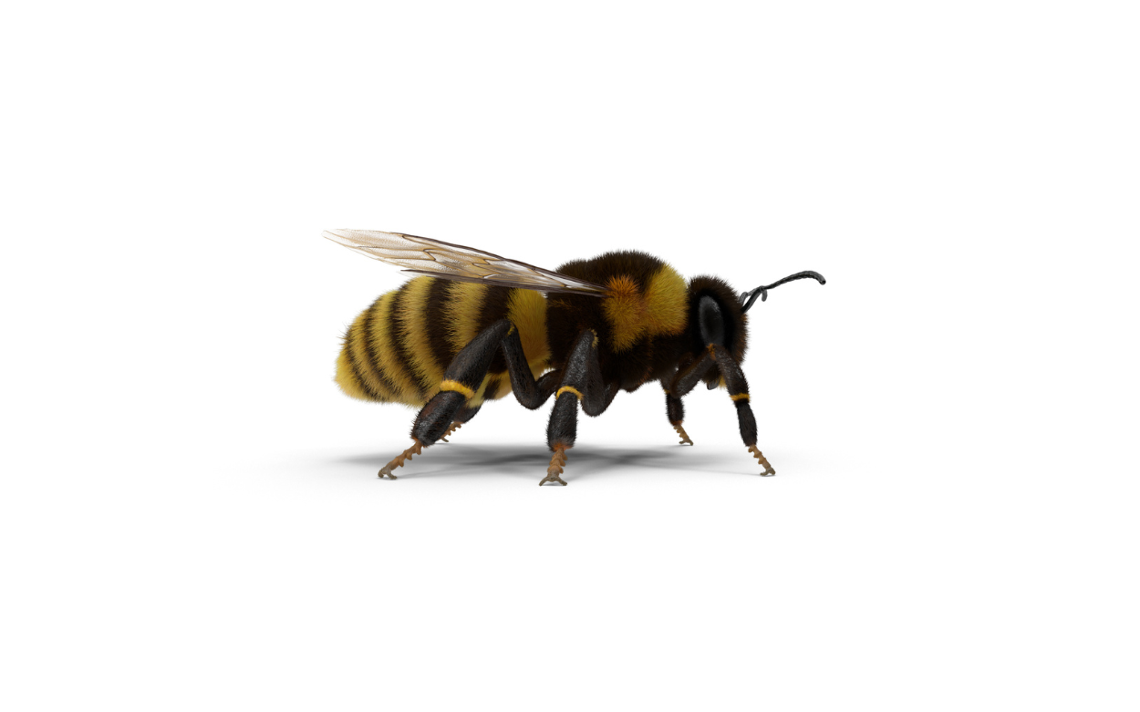 Bumble Bee