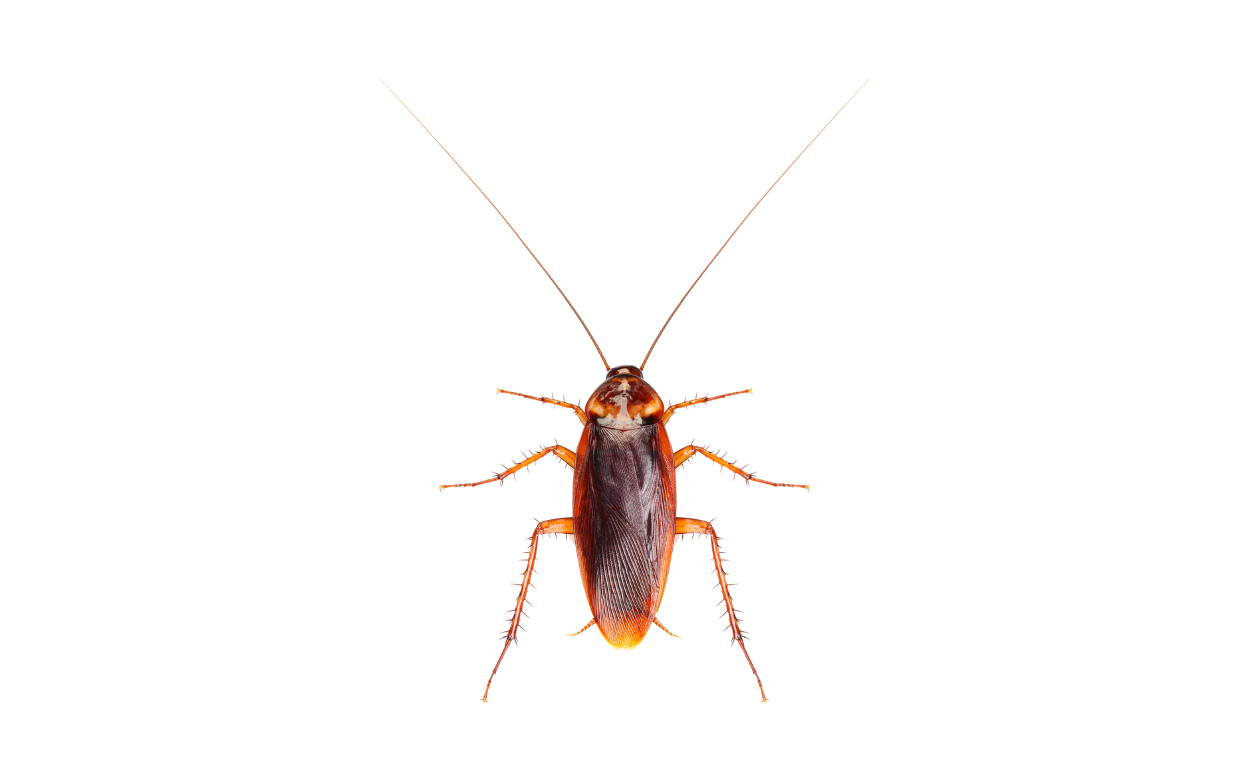 Cockroach