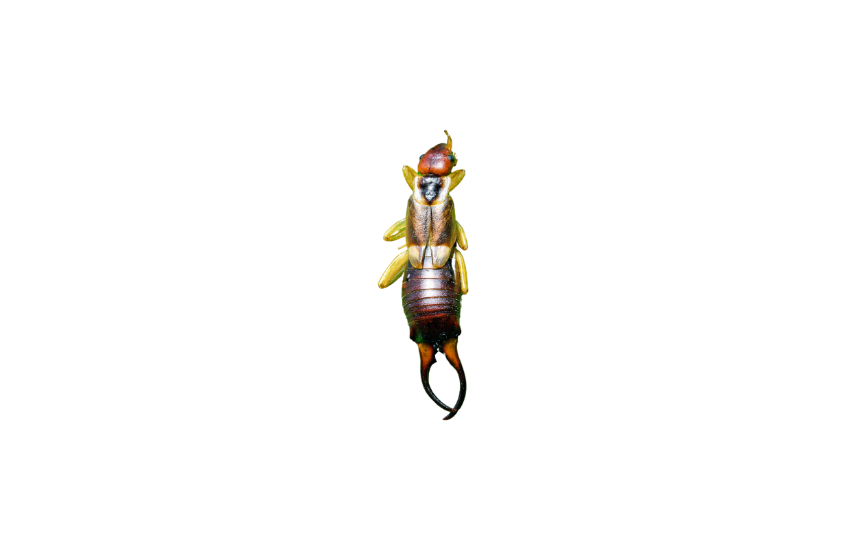 Earwigs