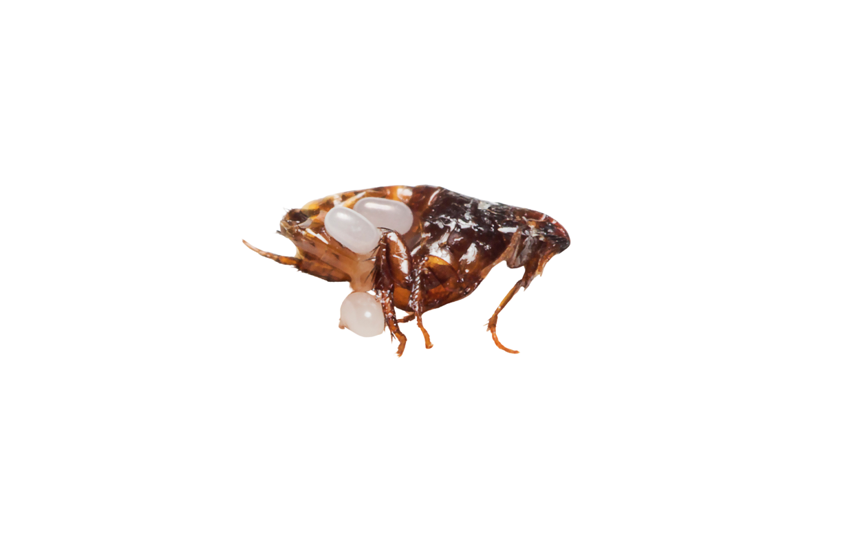 Flea