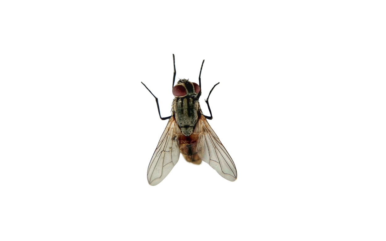 Flies