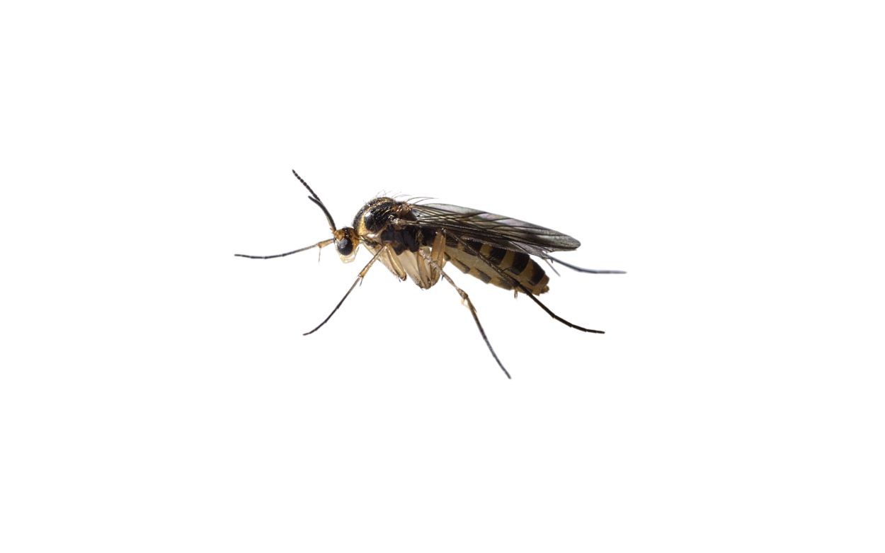Gnats