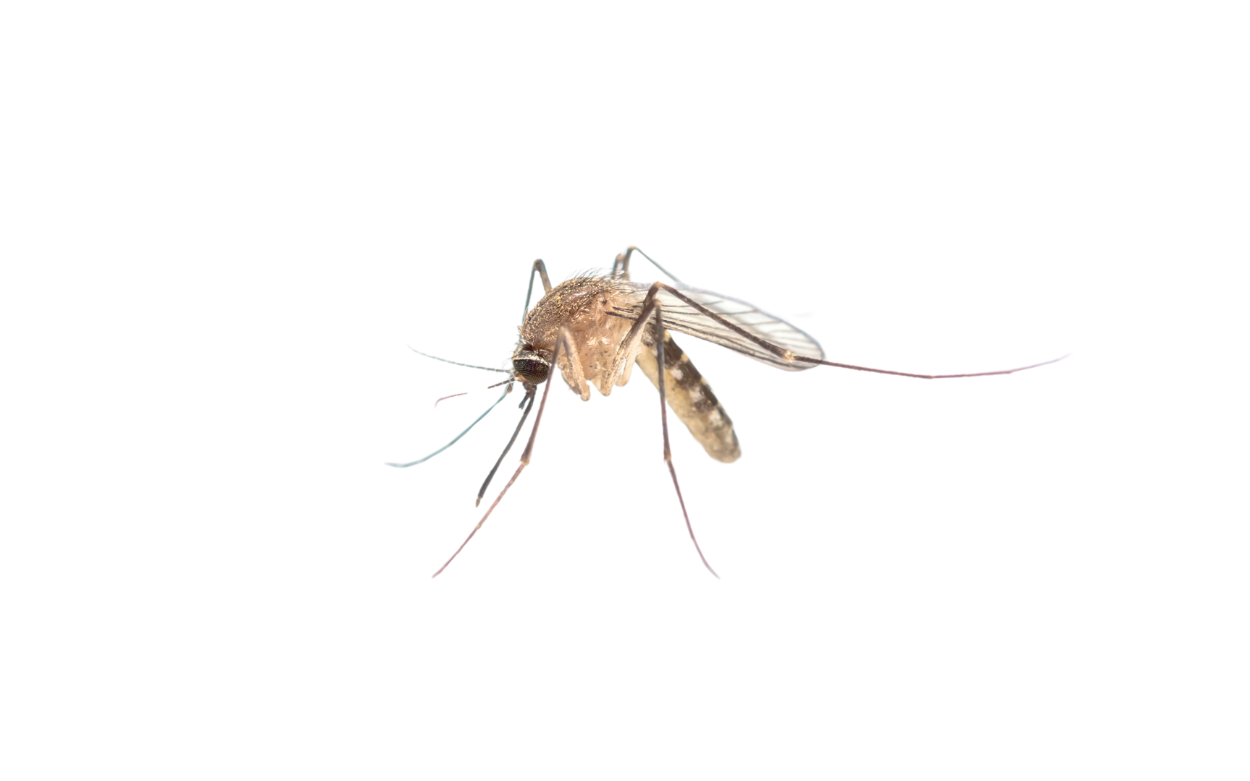 Mosquito