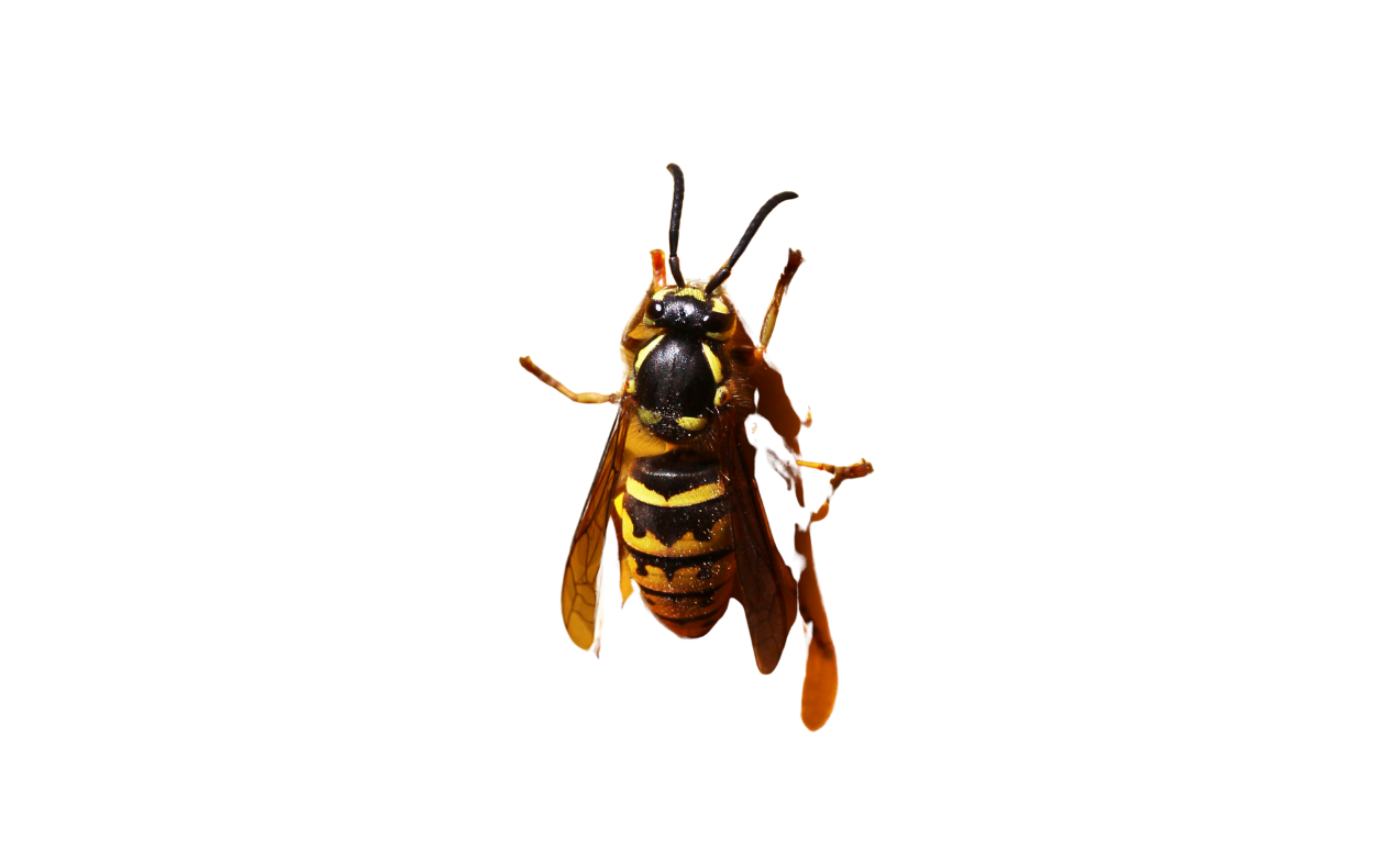 Yellowjacket